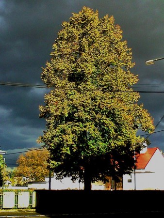 strom